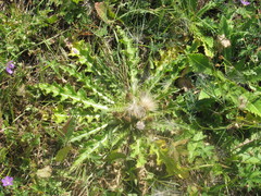 Cirsium roseolum