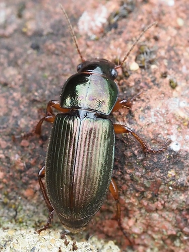 Metallic Harpalus, photo 4 of 10