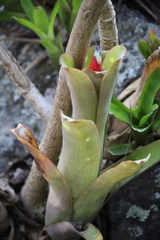 Billbergia amoena