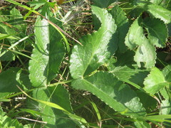 Peucedanum latifolium