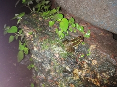 Hoplobatrachus tigerinus