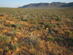 Pteronia flexicaulis