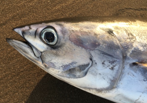 Skipjack tuna (Katsuwonus pelamis) — Scombridae — 3