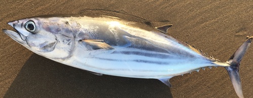 Skipjack tuna (Katsuwonus pelamis) — Scombridae — 2