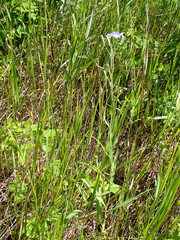 Lactuca pulchella