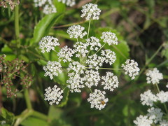 Peucedanum latifolium