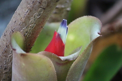 Billbergia amoena