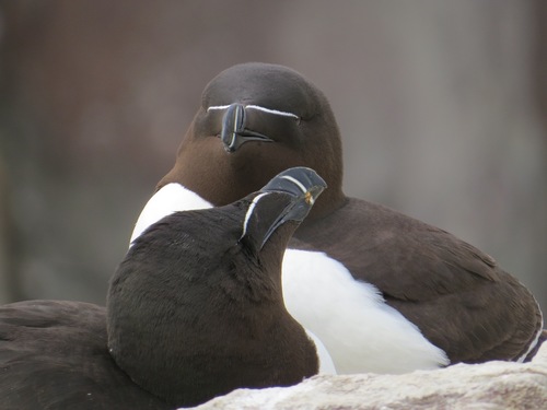 Razorbill