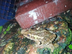 Hoplobatrachus tigerinus