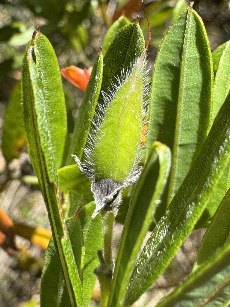 alpine shaggy-pea