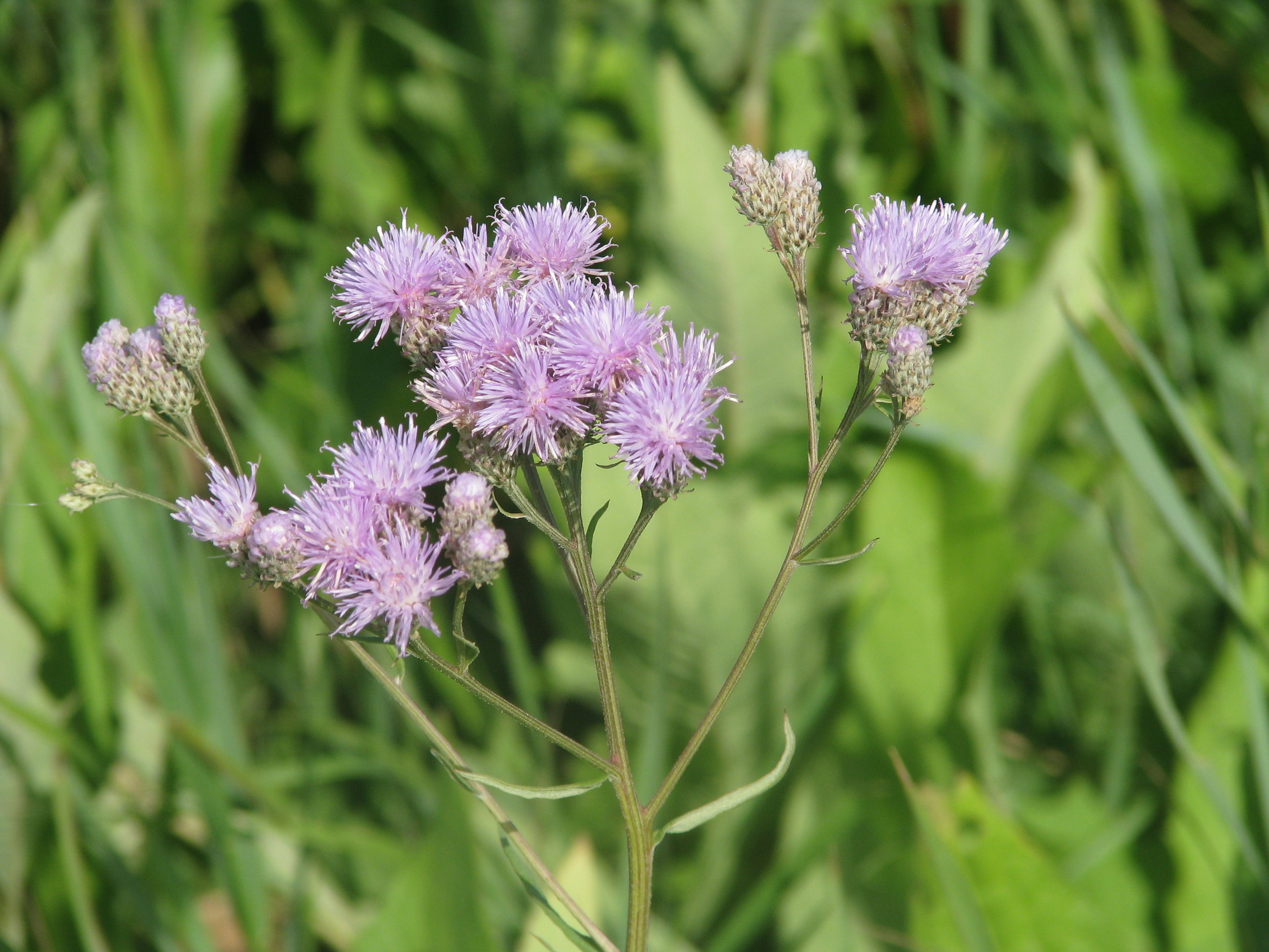 Meadow Saussurea (Saussurea amara) · iNaturalist