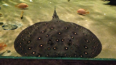 Potamotrygon motoro