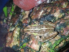 Hoplobatrachus tigerinus