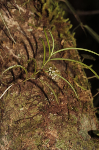 Schoenorchis micrantha observed 2024-04-01