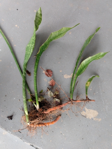 Sansevieria hyacinthoides