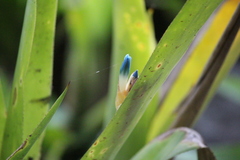 Quesnelia seideliana