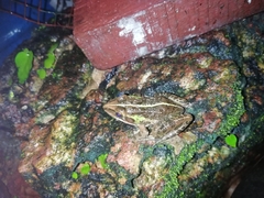 Hoplobatrachus tigerinus