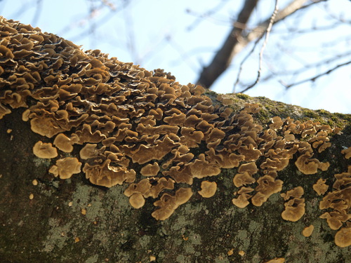 Trametes versicolor