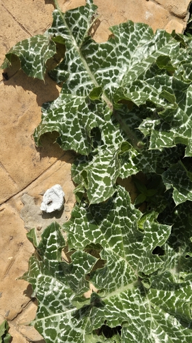milk thistle