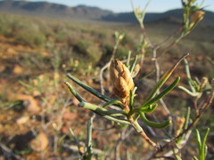 Pteronia flexicaulis