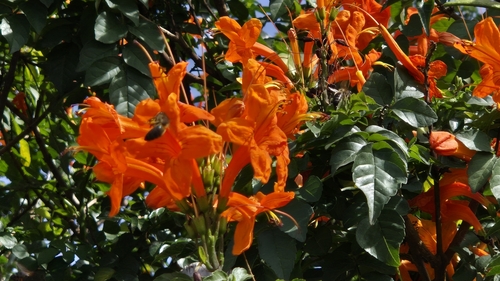 Cape Honeysuckle