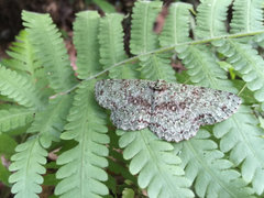 Ophthalmitis herbidaria