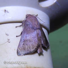 Griseothosea fasciata