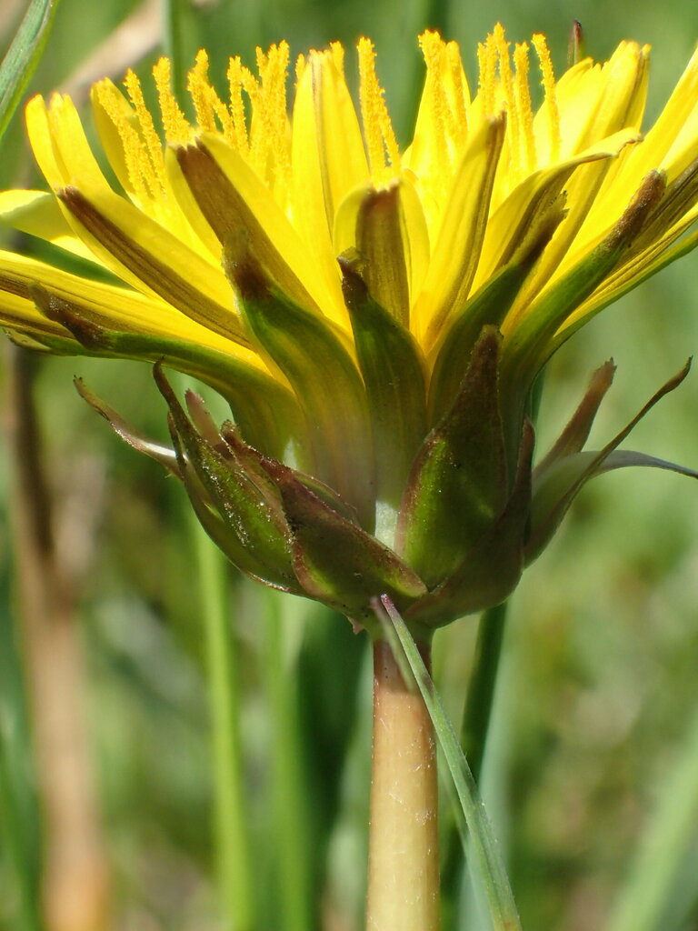 British Dandelion