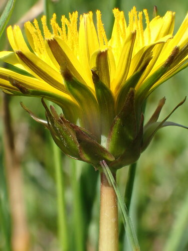 British Dandelion (Taraxacum adamii)