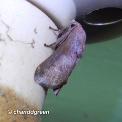 Griseothosea fasciata