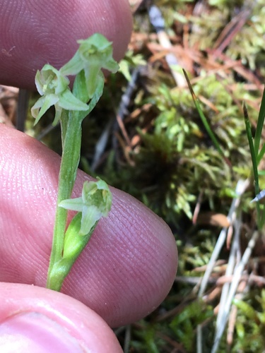 Few-flowered blunt-leafed rein orchid (Platanthera oligantha)
