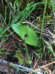 Platanthera oligantha
