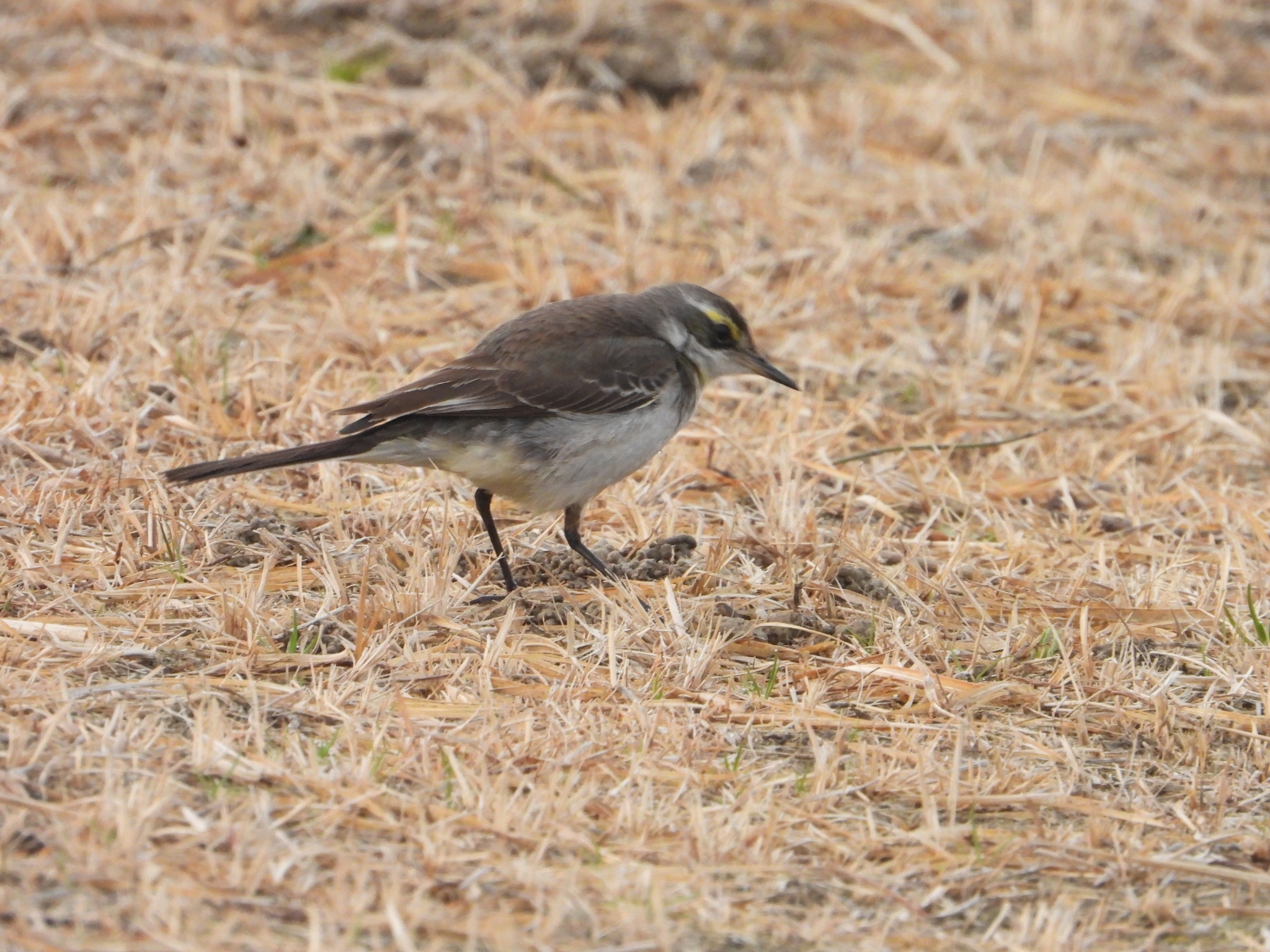 Eastern Yellow Wagtail