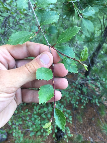 Betula microphylla, photograph 4