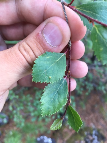 Betula microphylla, photograph 3