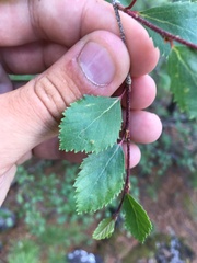 Betula microphylla