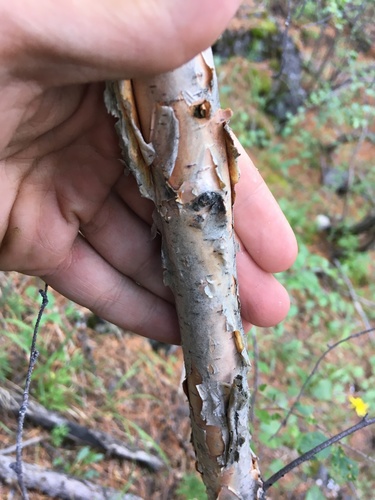 Betula microphylla, photograph 5