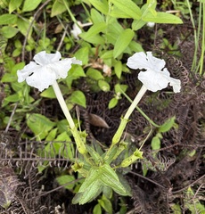 Escobedia grandiflora, photograph author not stated, no rights reserved