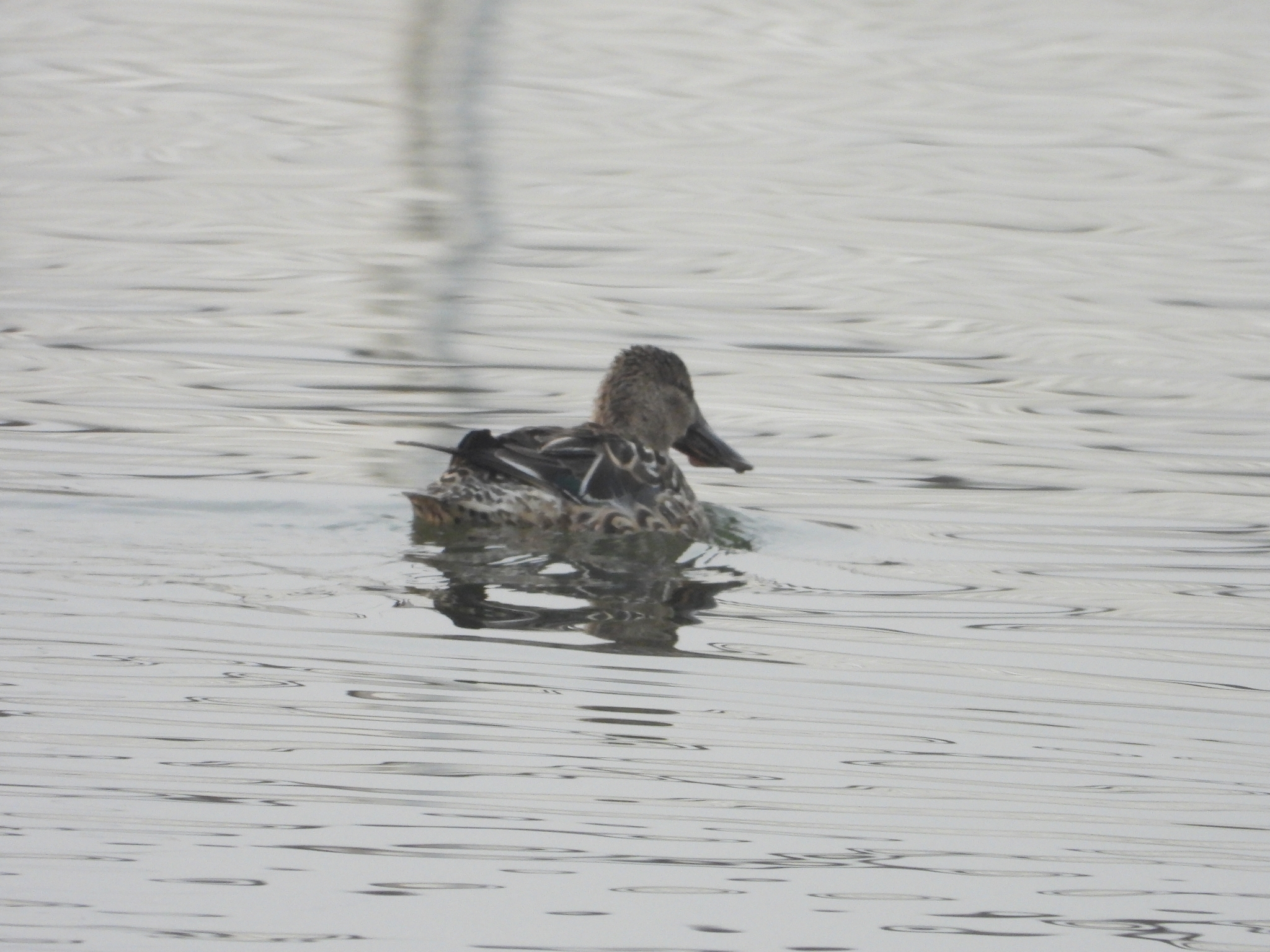 Northern Shoveler