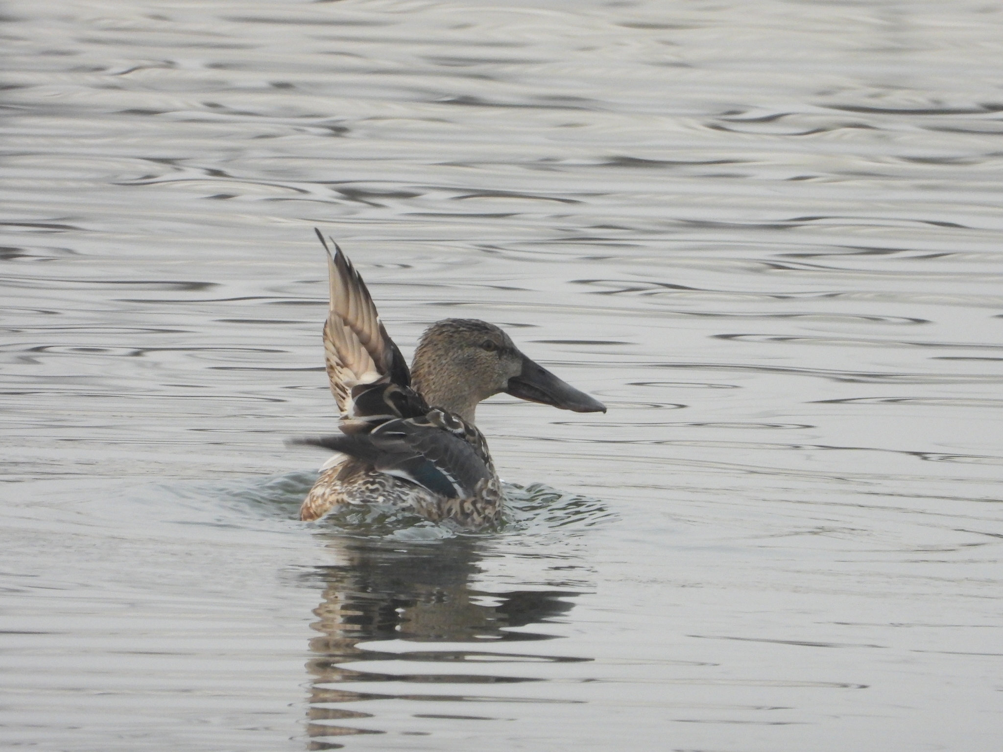 Northern Shoveler