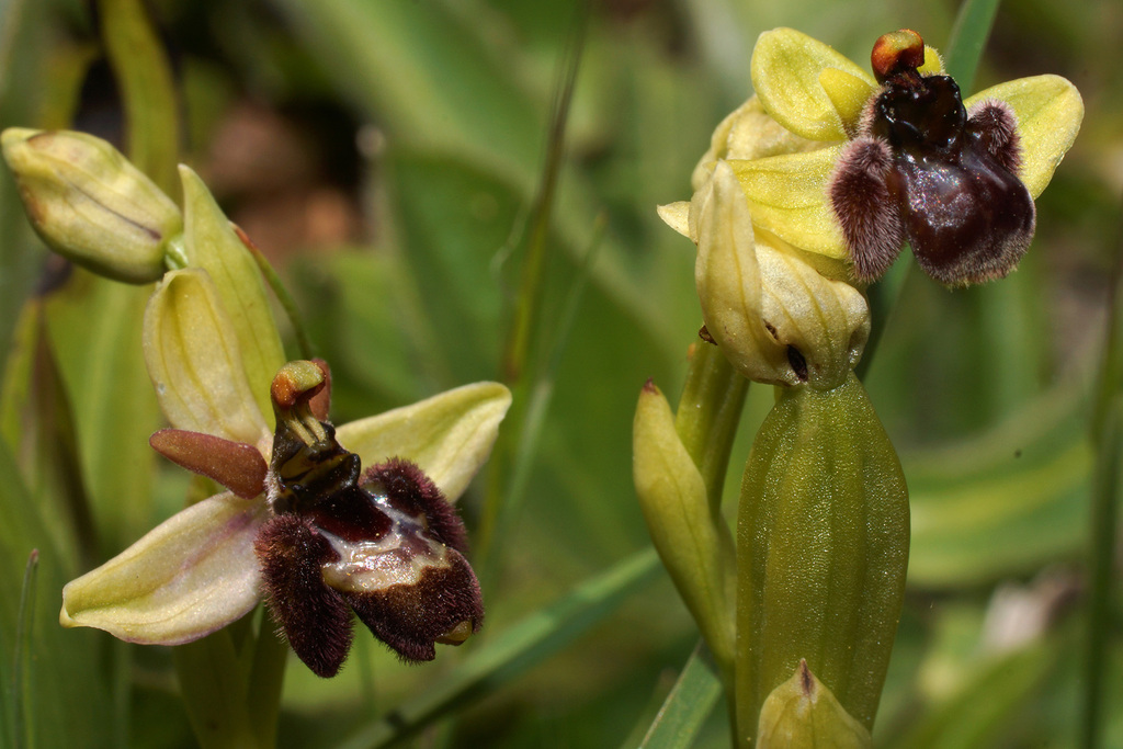 Ophrys × rainei