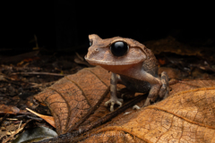 Montane Litter Frog photo 4
