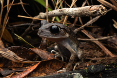 Montane Litter Frog photo 3