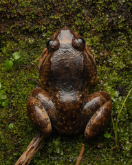 Limnonectes mocquardi