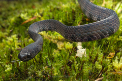 Jamil Slug Snake