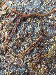 Nemalion vermiculare