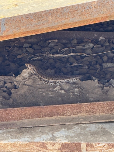 Short-necked Skink, Trachylepis brevicollis