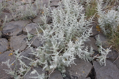 Artemisia maritima