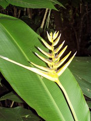 Heliconia librata