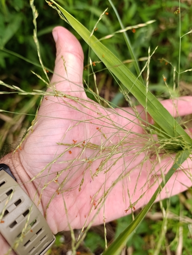 Elephant Panic Grass (Louisiella elephantipes)